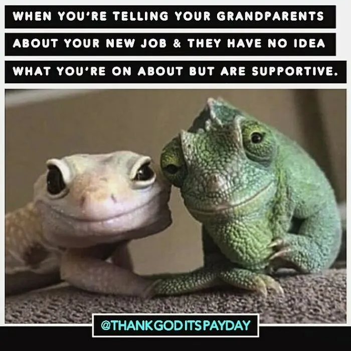 Two reptiles side by side with a meme about work and money showing support despite confusion about a new job.