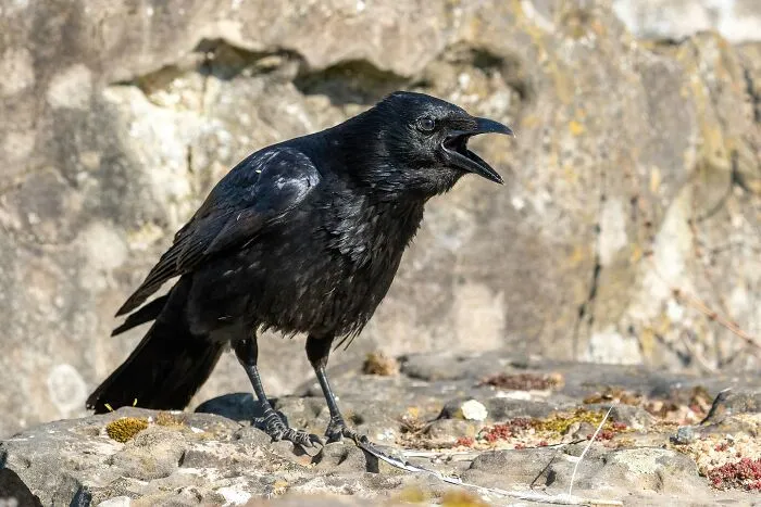Crows Tormented Researchers For Ensnaring Them