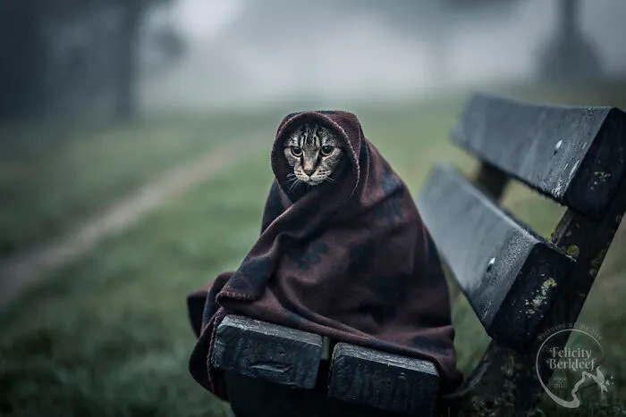 40 Purrfect Cat Pics That Might Warm Your Soul (And Make You Laugh)