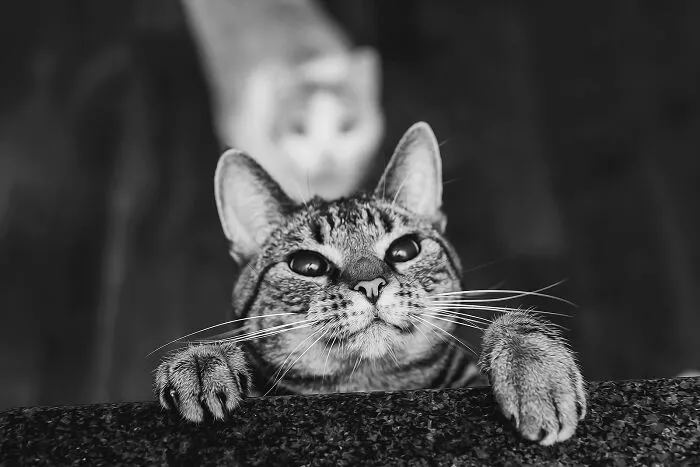 40 Purrfect Cat Pics That Might Warm Your Soul (And Make You Laugh)