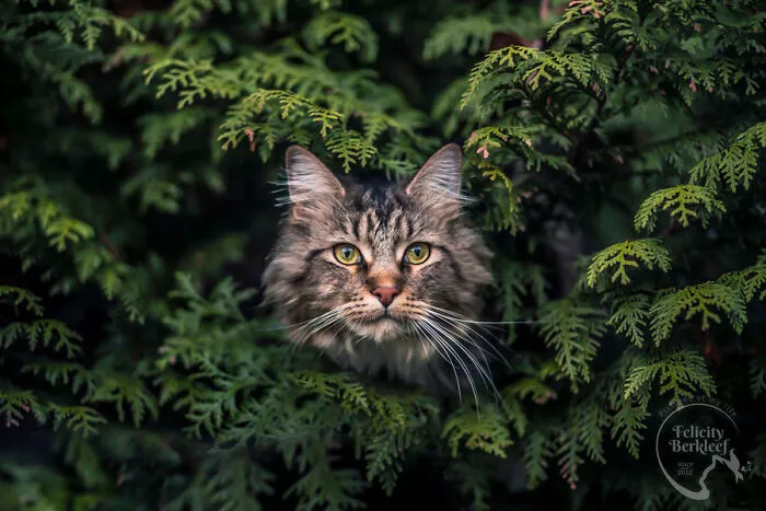 40 Purrfect Cat Pics That Might Warm Your Soul (And Make You Laugh)