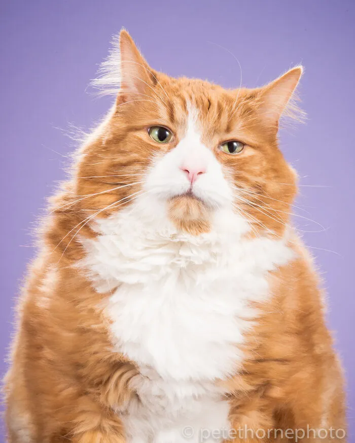 40 Purrfect Cat Pics That Might Warm Your Soul (And Make You Laugh)