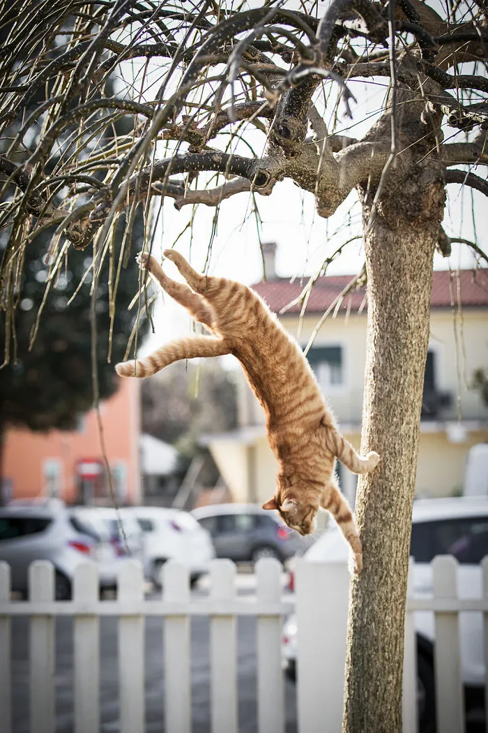40 Purrfect Cat Pics That Might Warm Your Soul (And Make You Laugh)