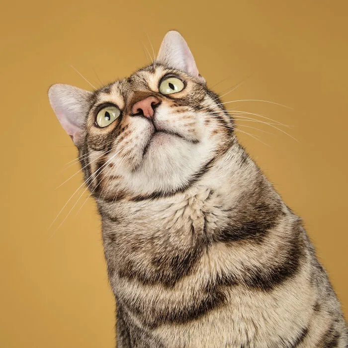 40 Purrfect Cat Pics That Might Warm Your Soul (And Make You Laugh)
