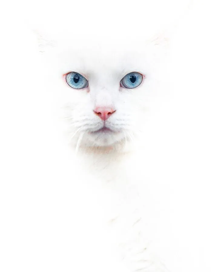 40 Purrfect Cat Pics That Might Warm Your Soul (And Make You Laugh)
