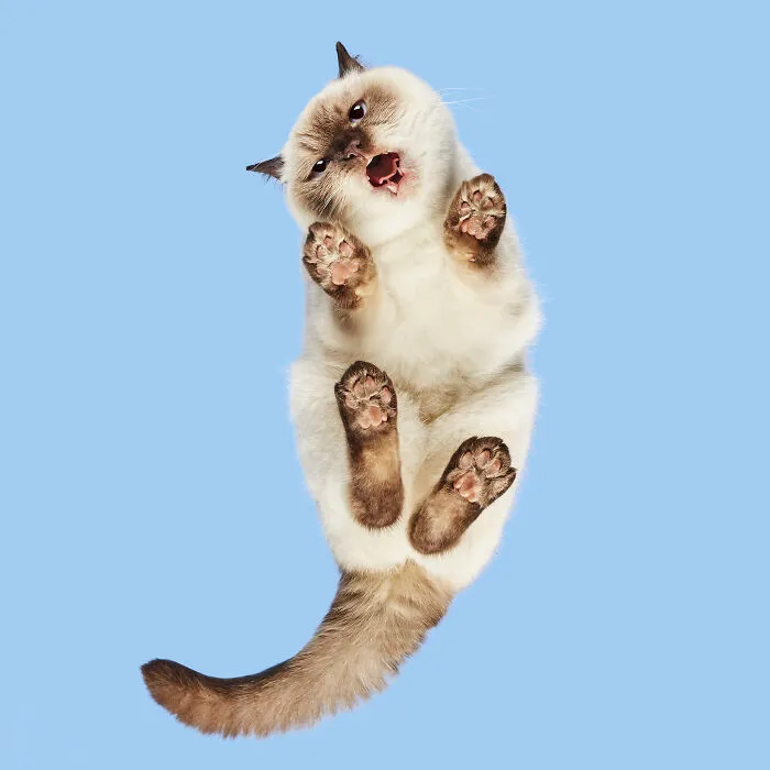 40 Purrfect Cat Pics That Might Warm Your Soul (And Make You Laugh)