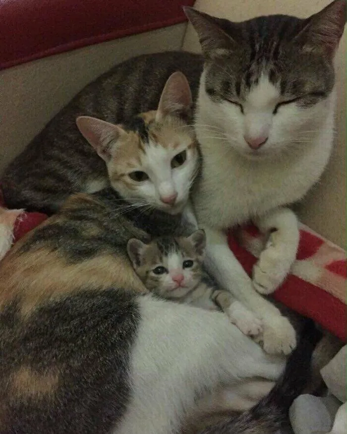 40 Times Cat Owners Captured The Most Adorkable Pics Of Their Pets