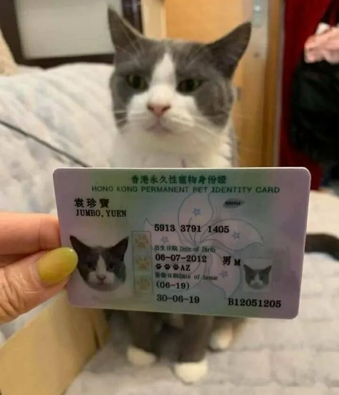 40 Times Cat Owners Captured The Most Adorkable Pics Of Their Pets