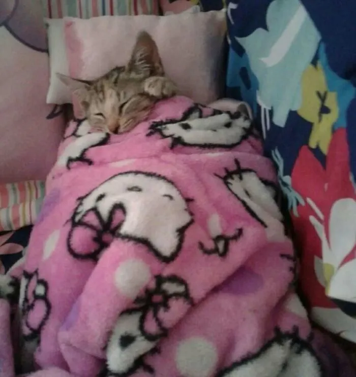 40 Times Cat Owners Captured The Most Adorkable Pics Of Their Pets