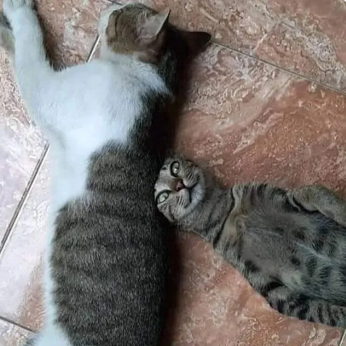 40 Times Cat Owners Captured The Most Adorkable Pics Of Their Pets
