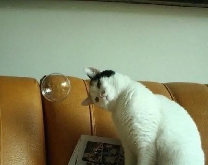 40 Times Cat Owners Captured The Most Adorkable Pics Of Their Pets
