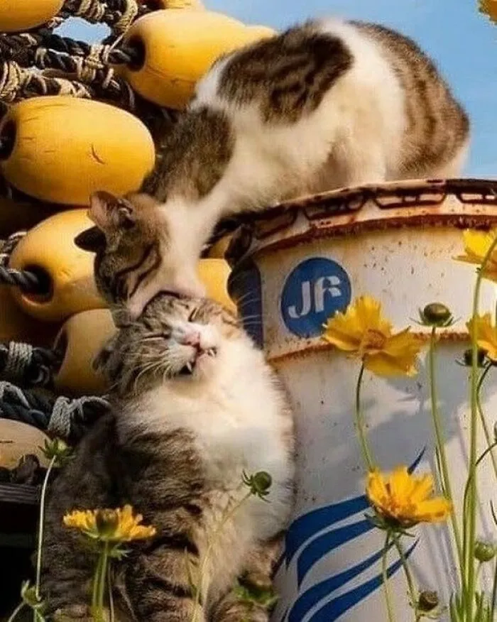40 Times Cat Owners Captured The Most Adorkable Pics Of Their Pets