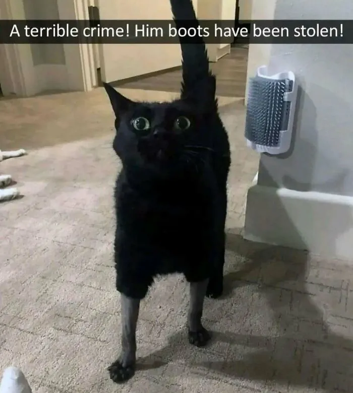 40 Times Cat Owners Captured The Most Adorkable Pics Of Their Pets