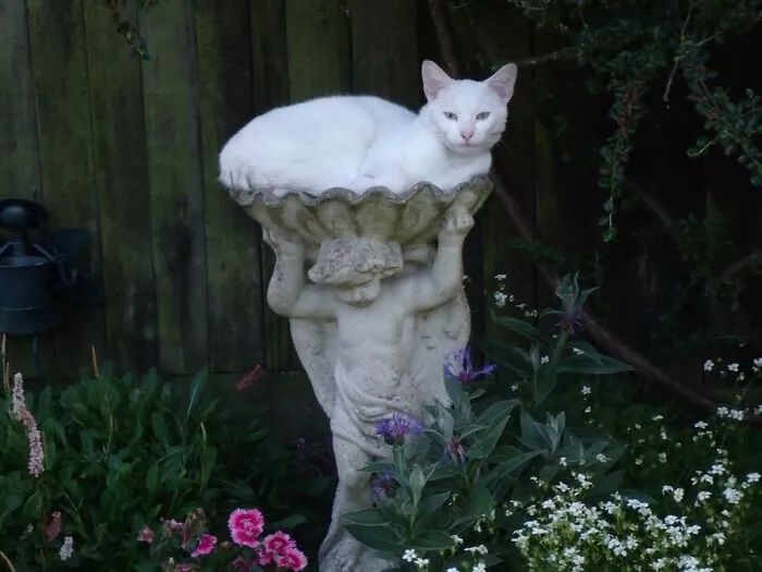 40 Times Cat Owners Captured The Most Adorkable Pics Of Their Pets