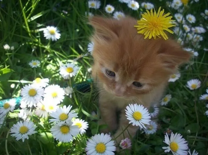 40 Times Cat Owners Captured The Most Adorkable Pics Of Their Pets