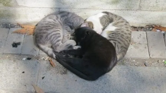 40 Times Cat Owners Captured The Most Adorkable Pics Of Their Pets