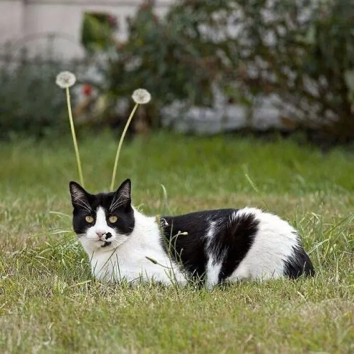 40 Times Cat Owners Captured The Most Adorkable Pics Of Their Pets