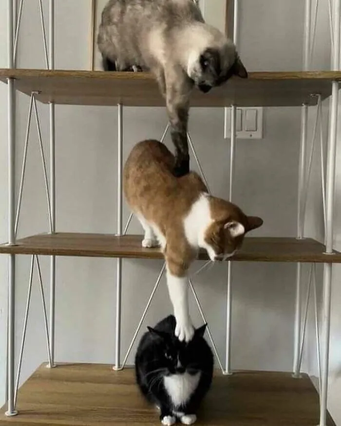 40 Times Cat Owners Captured The Most Adorkable Pics Of Their Pets
