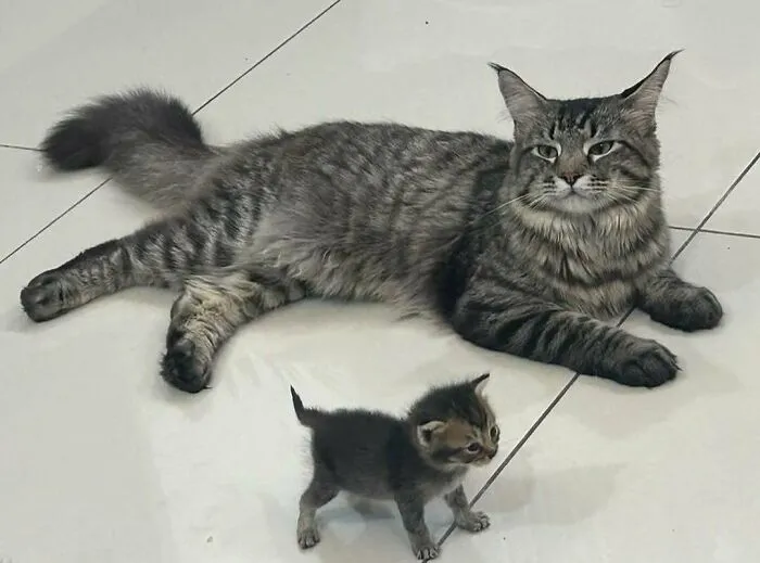 40 Times Cat Owners Captured The Most Adorkable Pics Of Their Pets