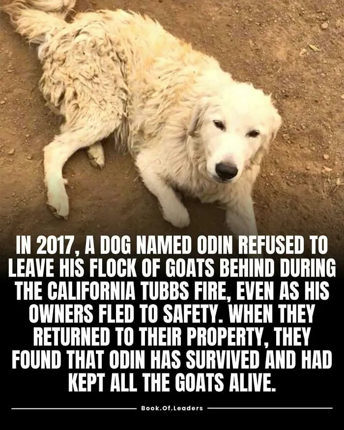 If You Want To Learn About Random Things That Happened Around The World, Here Are 50 Facts For You