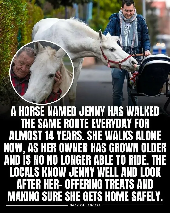 Man walking a white horse named Jenny beside a stroller; locals care for the horse in this story and facts image.