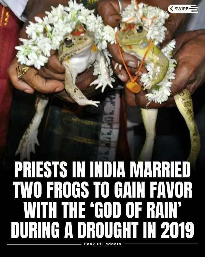 Two frogs adorned with flowers held by hands, illustrating unusual stories and facts you might not have known.