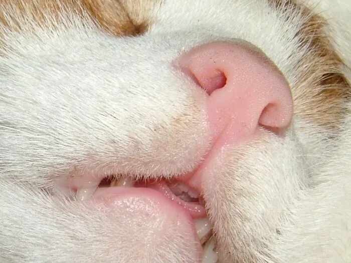 Teeths