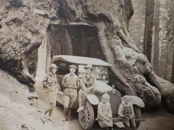 Grandfather, Grandmother, Grand Aunt.  Wawona Tree, Yosemite, Circa 1920