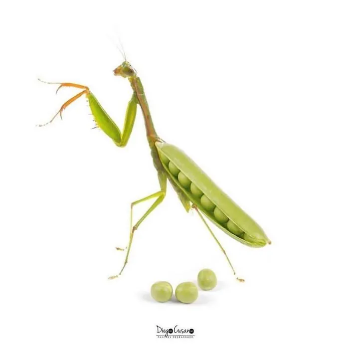 Fantasy Researcher: Illustrator’s 50 Clever Twists On Ordinary Objects (New Pics)