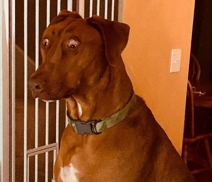 Surprised Dog