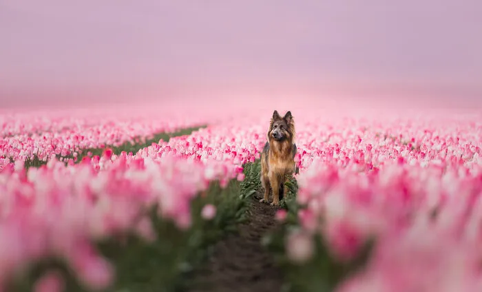 I’m A Dutch Dog Photographer, And These 37 Portraits Celebrate Canine Beauty