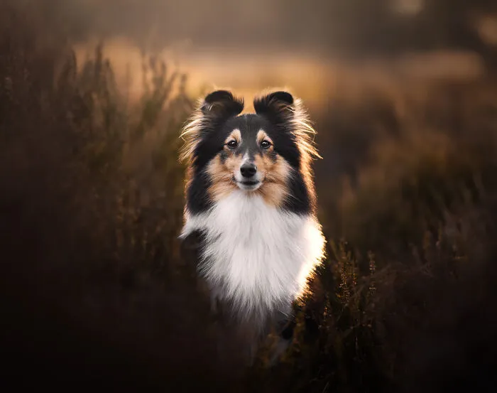 I’m A Dutch Dog Photographer, And These 37 Portraits Celebrate Canine Beauty