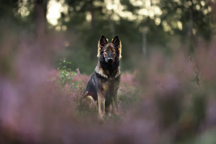 I’m A Dutch Dog Photographer, And These 37 Portraits Celebrate Canine Beauty
