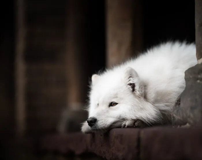 I’m A Dutch Dog Photographer, And These 37 Portraits Celebrate Canine Beauty