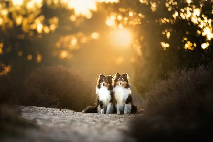 I’m A Dutch Dog Photographer, And These 37 Portraits Celebrate Canine Beauty