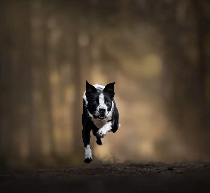 I’m A Dutch Dog Photographer, And These 37 Portraits Celebrate Canine Beauty