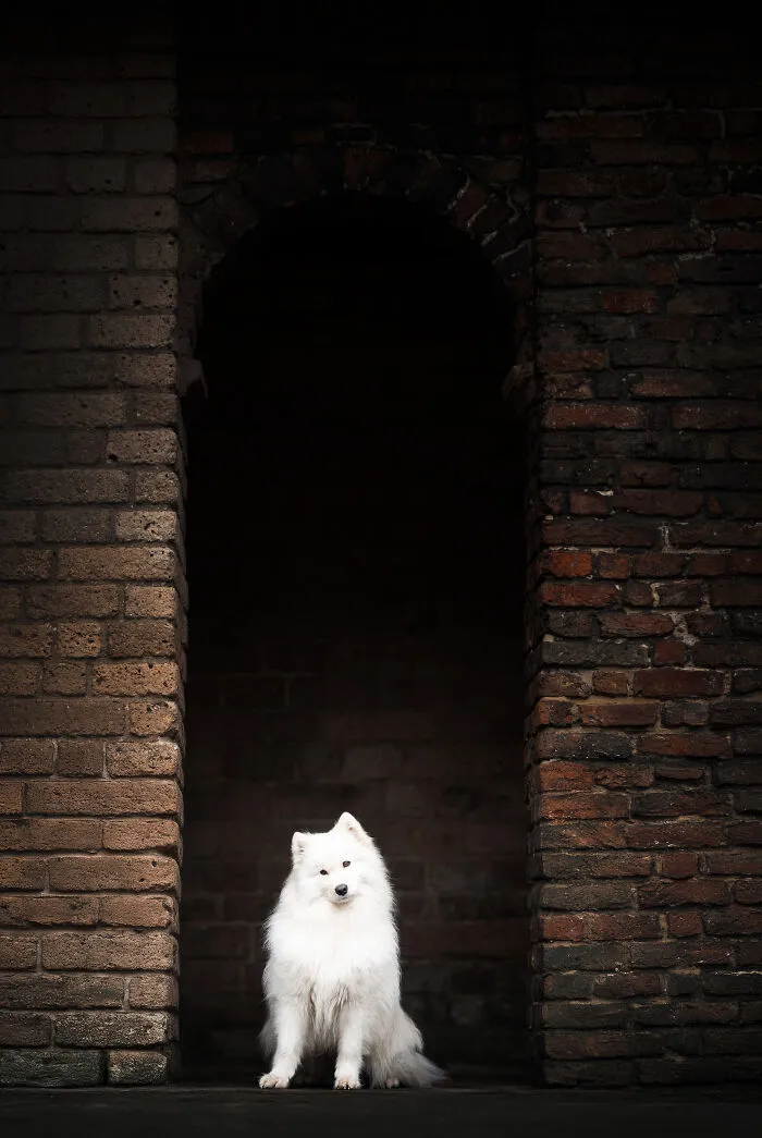 I’m A Dutch Dog Photographer, And These 37 Portraits Celebrate Canine Beauty