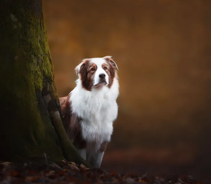 I’m A Dutch Dog Photographer, And These 37 Portraits Celebrate Canine Beauty