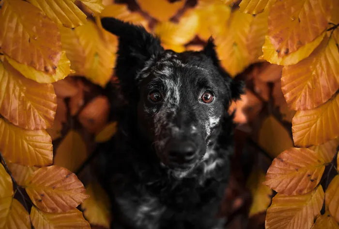 I’m A Dutch Dog Photographer, And These 37 Portraits Celebrate Canine Beauty