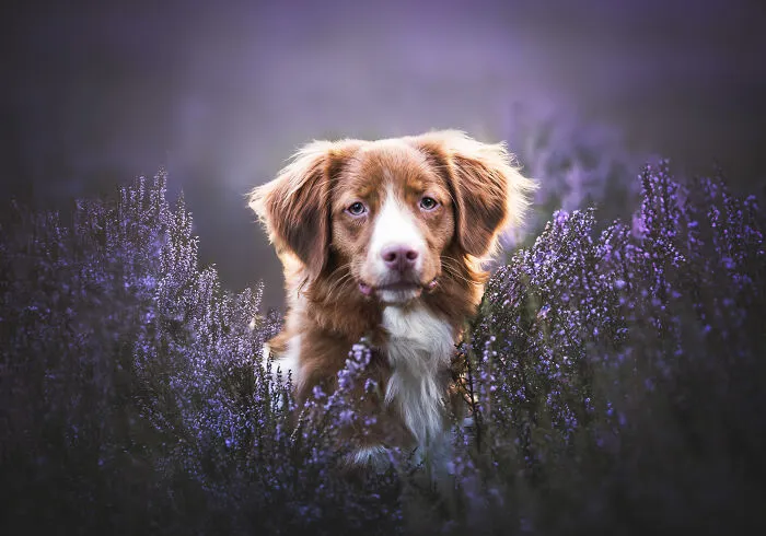 I’m A Dutch Dog Photographer, And These 37 Portraits Celebrate Canine Beauty