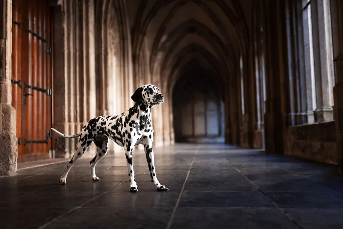 I’m A Dutch Dog Photographer, And These 37 Portraits Celebrate Canine Beauty