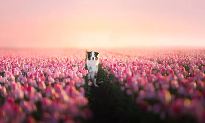 I’m A Dutch Dog Photographer, And These 37 Portraits Celebrate Canine Beauty