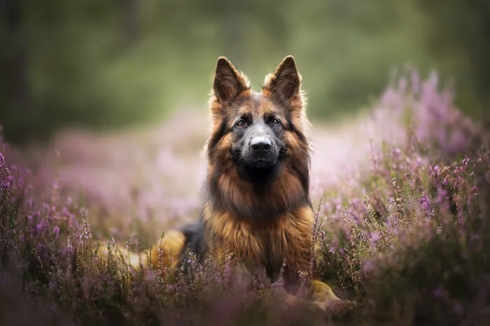 I’m A Dutch Dog Photographer, And These 37 Portraits Celebrate Canine Beauty