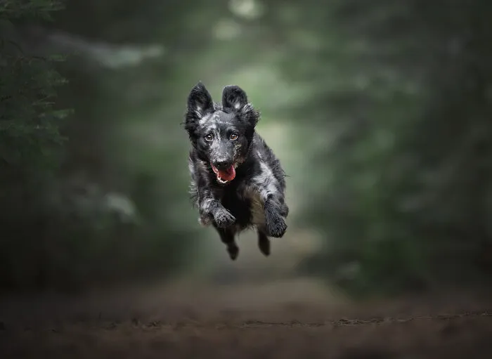I’m A Dutch Dog Photographer, And These 37 Portraits Celebrate Canine Beauty