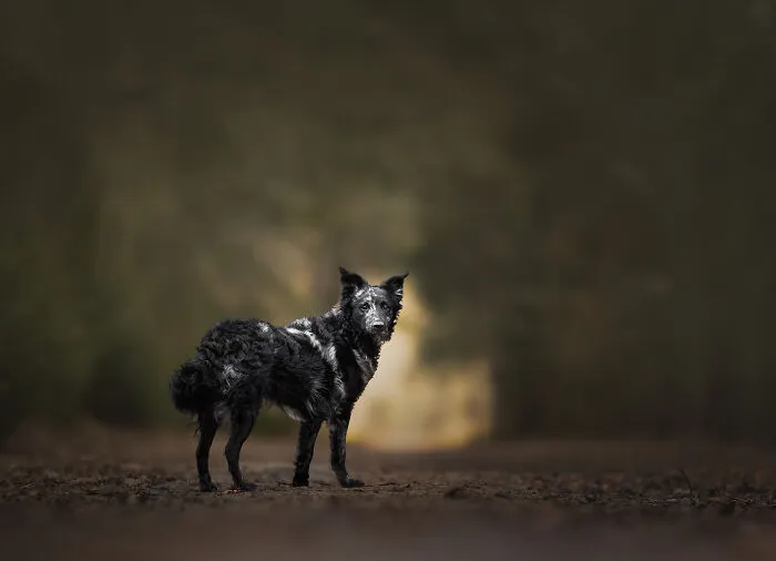 I’m A Dutch Dog Photographer, And These 37 Portraits Celebrate Canine Beauty