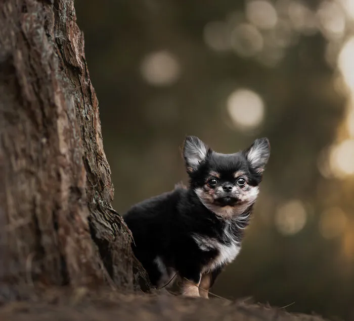 I’m A Dutch Dog Photographer, And These 37 Portraits Celebrate Canine Beauty