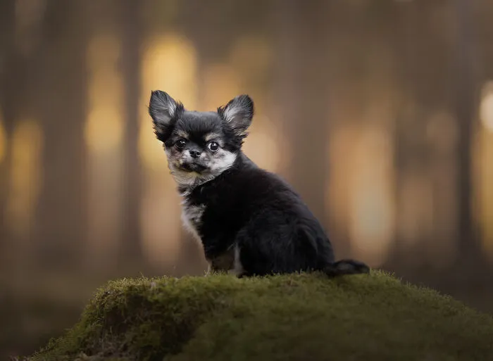 I’m A Dutch Dog Photographer, And These 37 Portraits Celebrate Canine Beauty