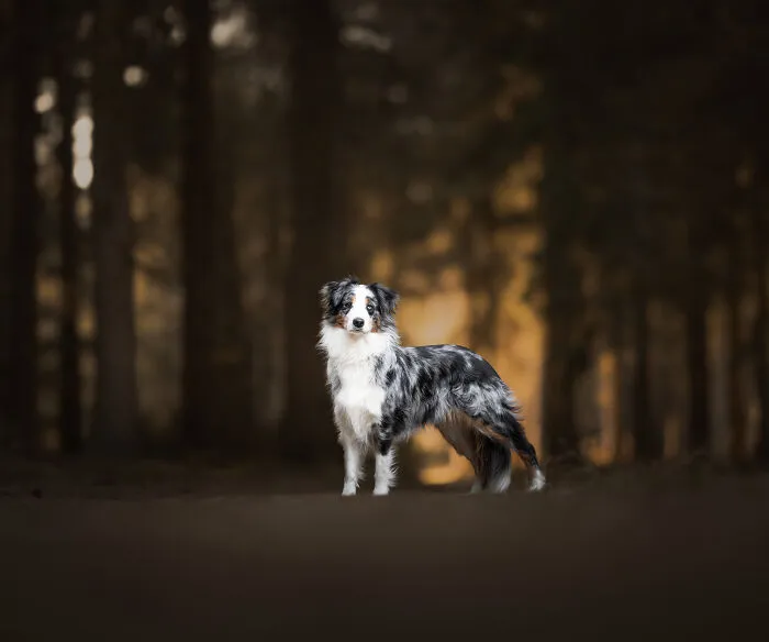 I’m A Dutch Dog Photographer, And These 37 Portraits Celebrate Canine Beauty