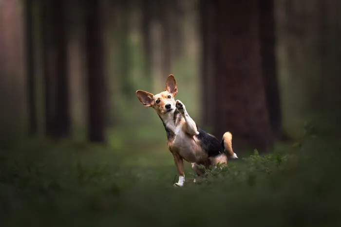 I’m A Dutch Dog Photographer, And These 37 Portraits Celebrate Canine Beauty
