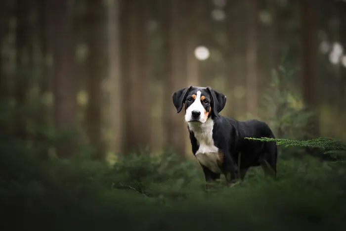 I’m A Dutch Dog Photographer, And These 37 Portraits Celebrate Canine Beauty